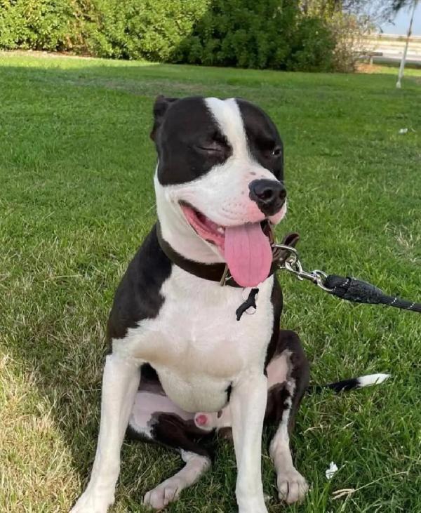 Jager Pitbull Splendido 5Anni Padrone Deceduto! Sud